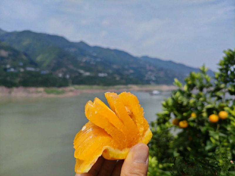 自家百亩果园生产的好夏橙，市场超低价，别逛了，就在我家买
