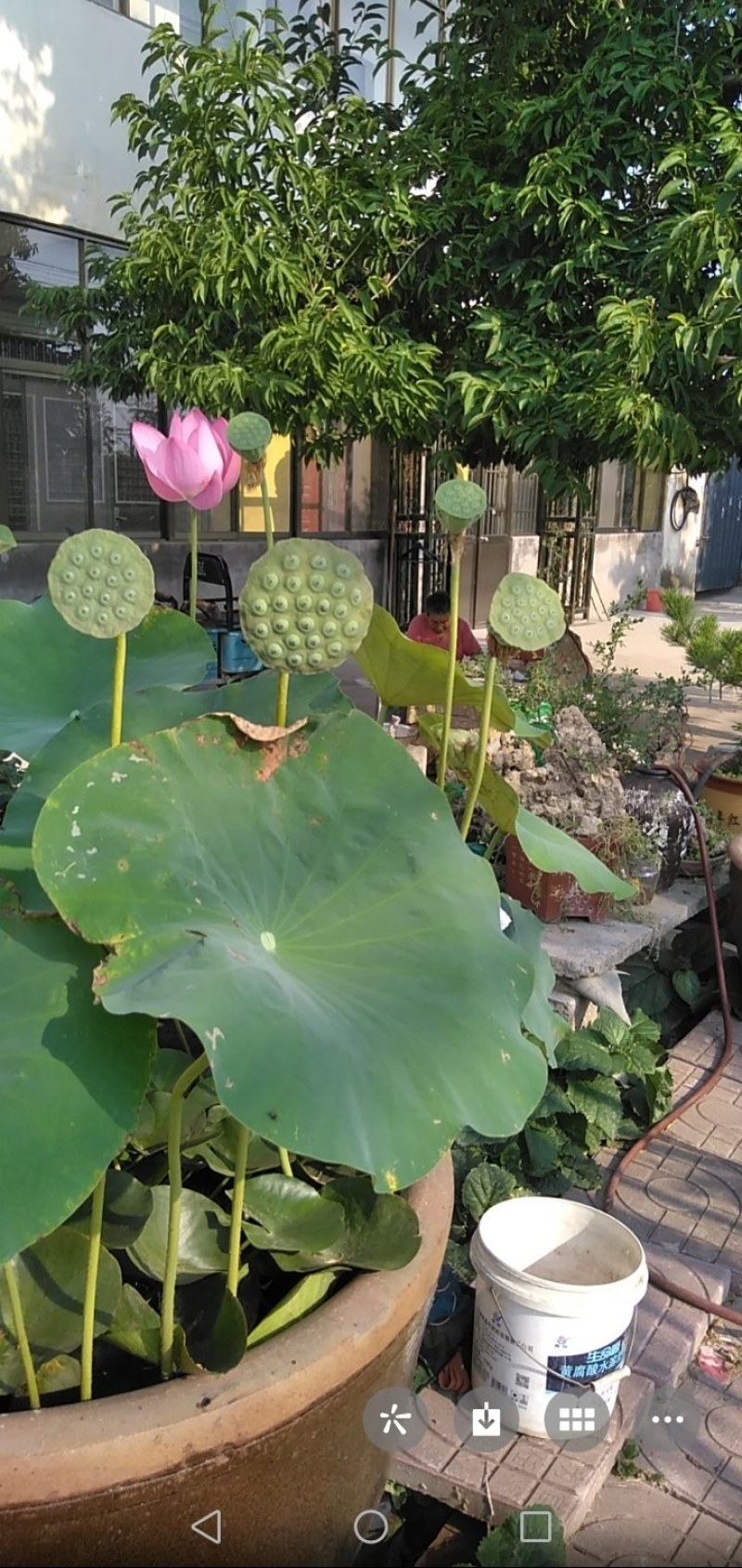 出淤泥而不染