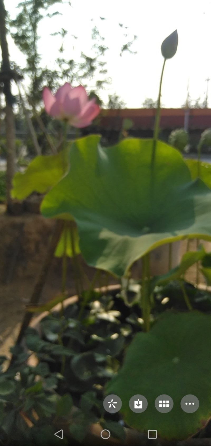 出淤泥而不染