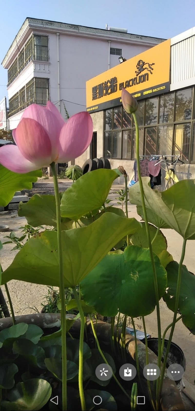 出淤泥而不染