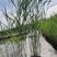 白洋淀芦苇苗，盆栽芦苇，白根多须，成活率极高
