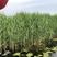 白洋淀芦苇苗，盆栽芦苇，白根多须，成活率极高