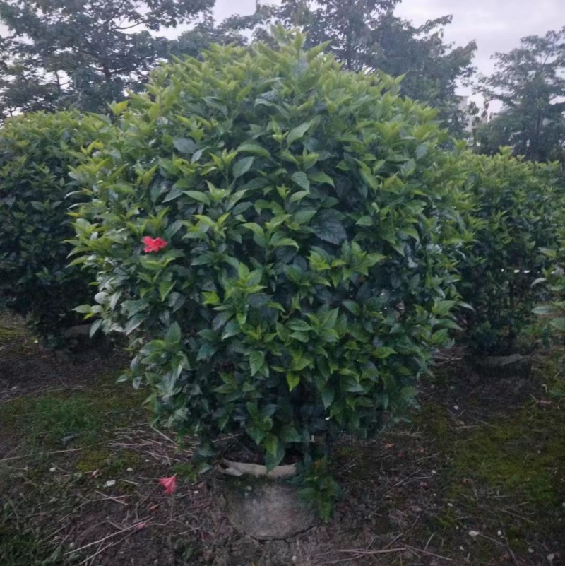 大红花，大红花球40cm-2米大量现货供应，欢迎咨询