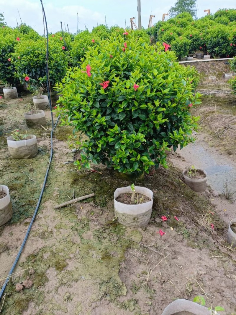 大红花，大红花球40cm-2米大量现货供应，欢迎咨询