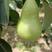 绥中三季梨，也叫巴梨，茄梨，大头梨。产地直销。一手货源