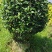 大红花，大红花球40cm-2米大量现货供应，欢迎咨询