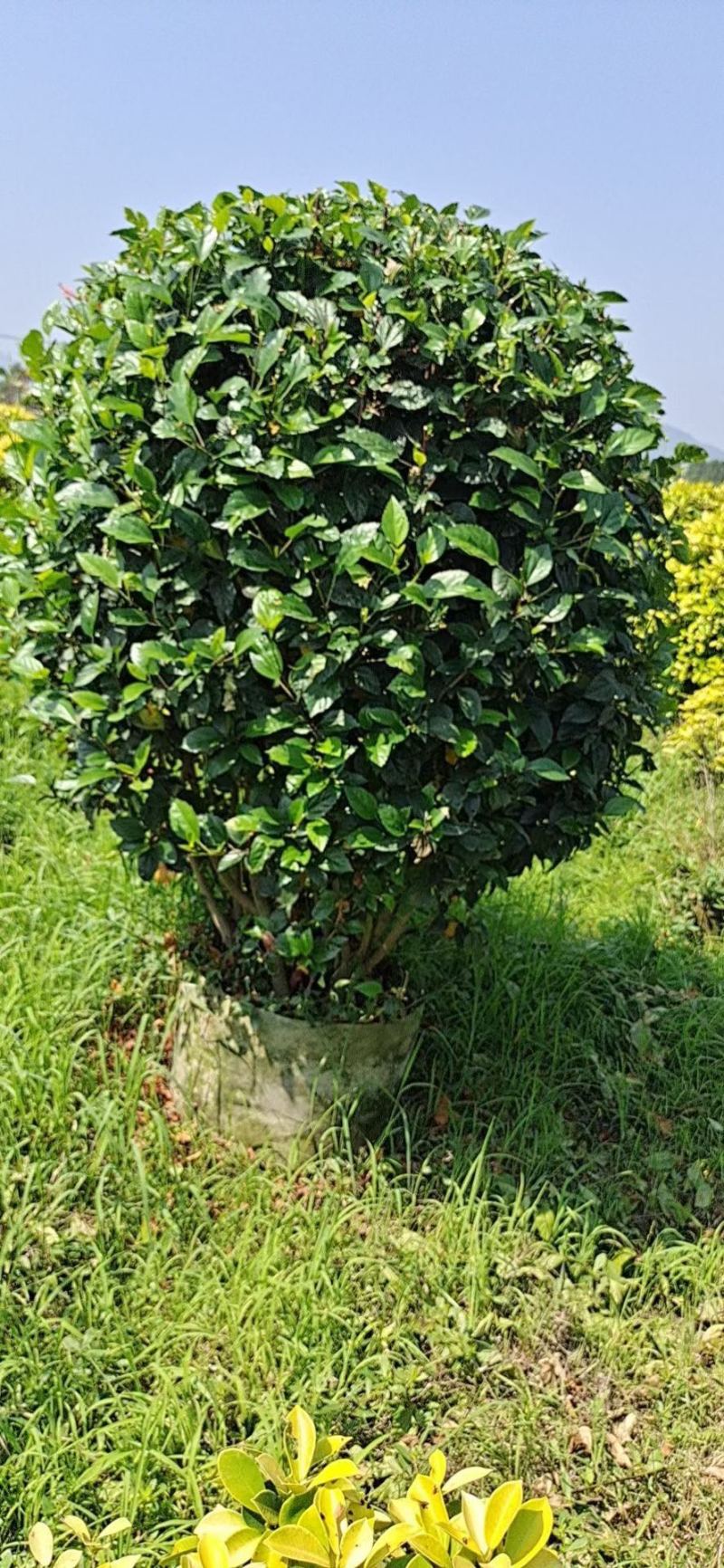 大红花，大红花球40cm-2米大量现货供应，欢迎咨询