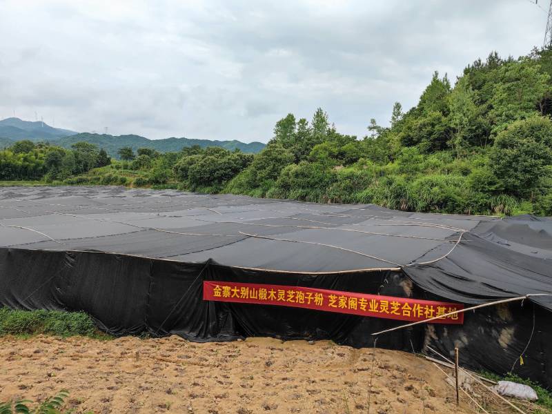 大别山椴木灵芝孢子粉