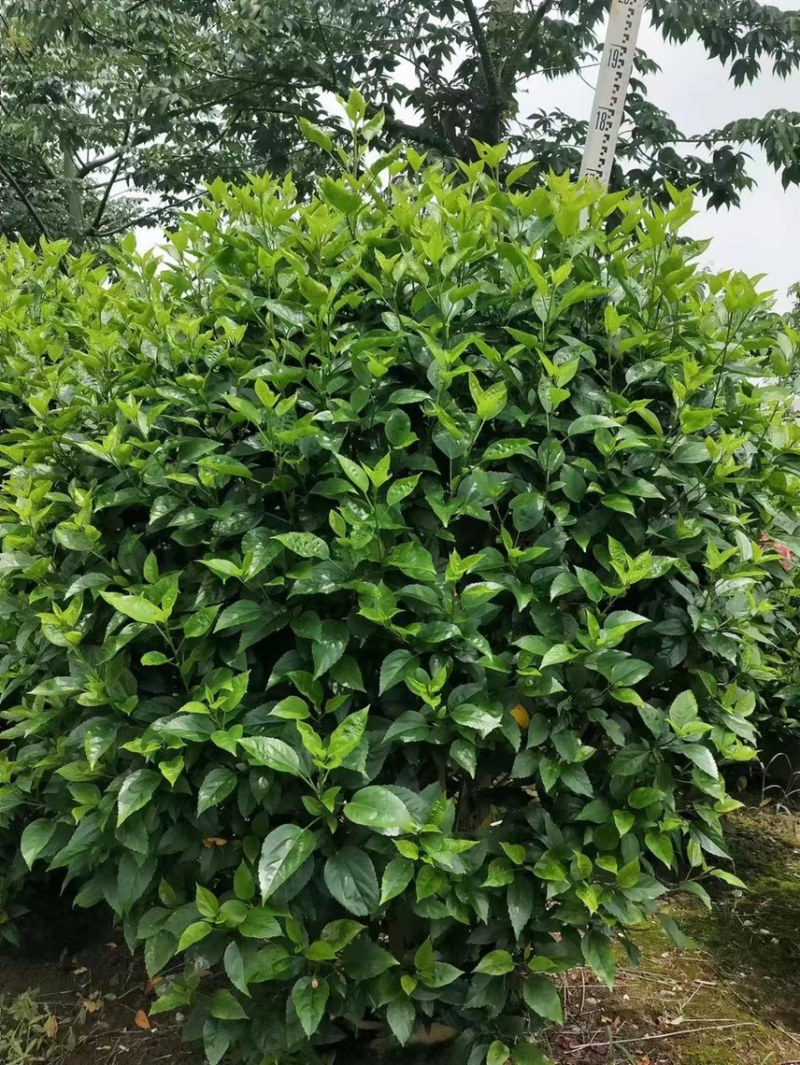 大红花，大红花球40cm-2米大量现货供应，欢迎咨询