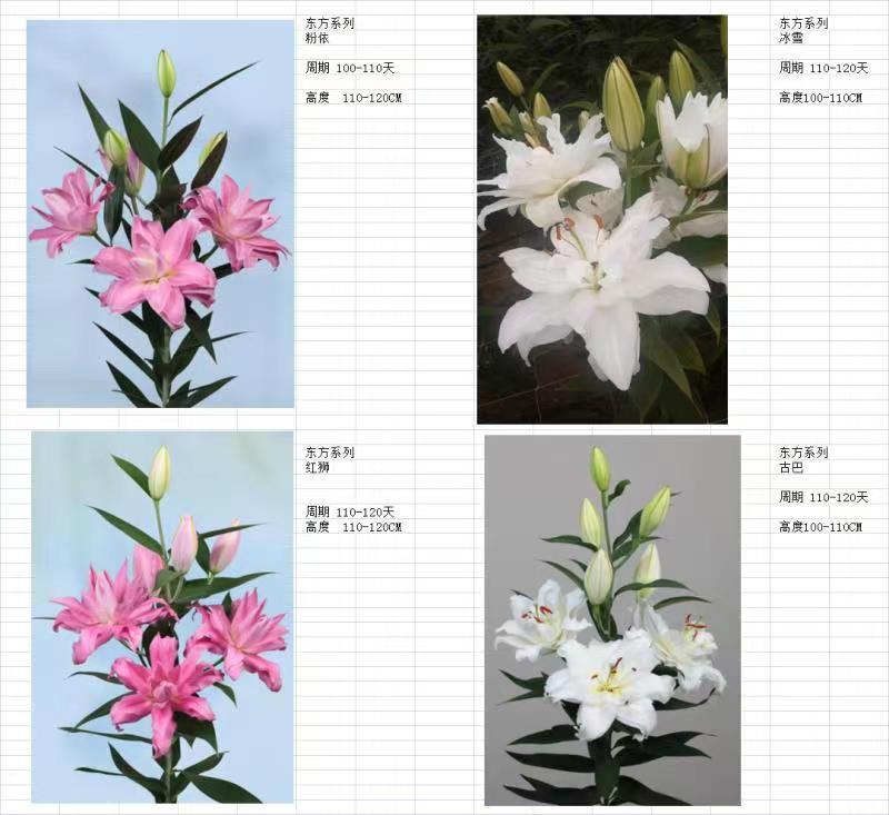 荷兰/南美进口香水百合种球一代球对版正品