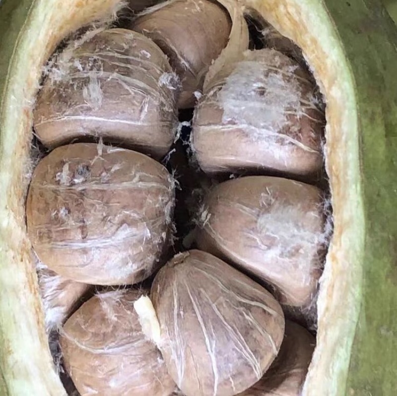 发财树种子，发财树果子，招财树种子，产地直供，量大