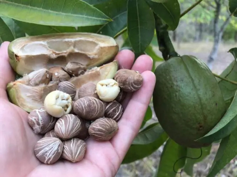 发财树种子，发财树果子，招财树种子，产地直供，量大