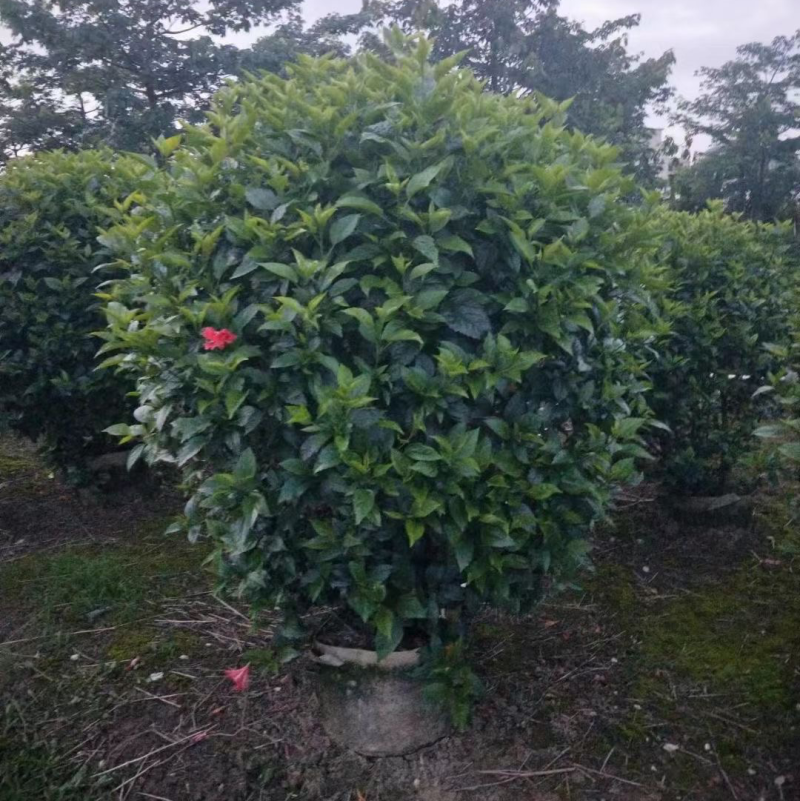 扶桑大红花朱槿基地大量现货供应，欢迎各位客户咨询