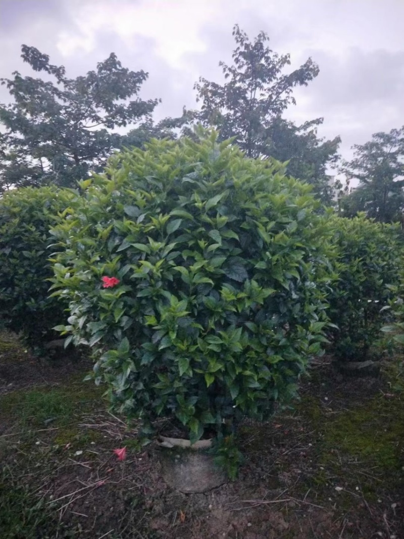 扶桑大红花朱槿基地大量现货供应，欢迎各位客户咨询