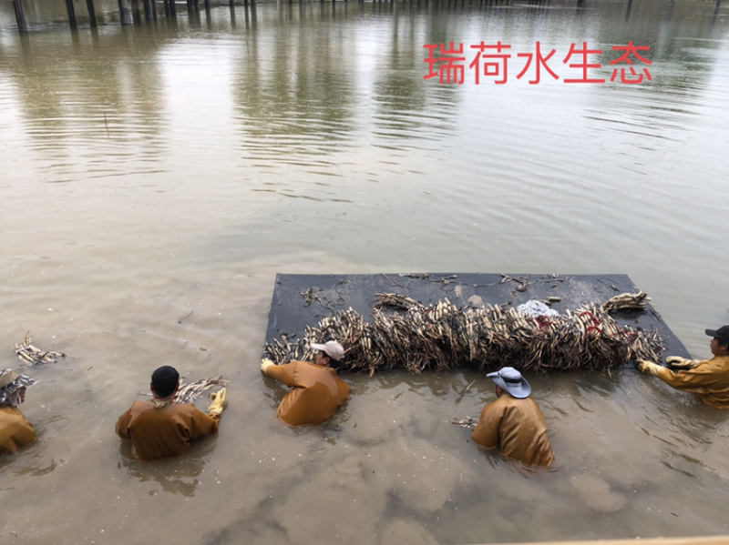 白洋淀荷花苗，野生古代红莲，深水耐寒品种，量大价优