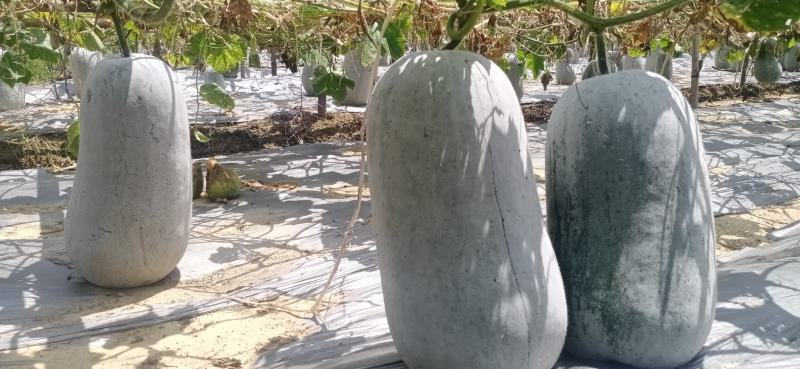 白皮吊冬瓜大量上市货品优价格美欢迎采购商光临选购