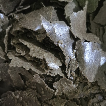 葵花籽下脚料