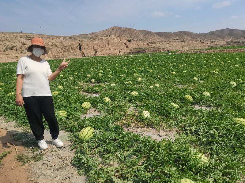 甘肃白银大田硒砂瓜全面上市了