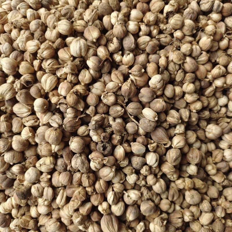 白蔻原色白蔻白扣水洗白蔻白豆蔻川菜调料另外还