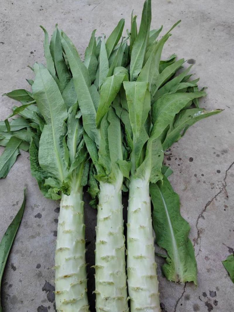 河北精品莴笋大量上市，产地直销，脆嫩爽口，货源充足
