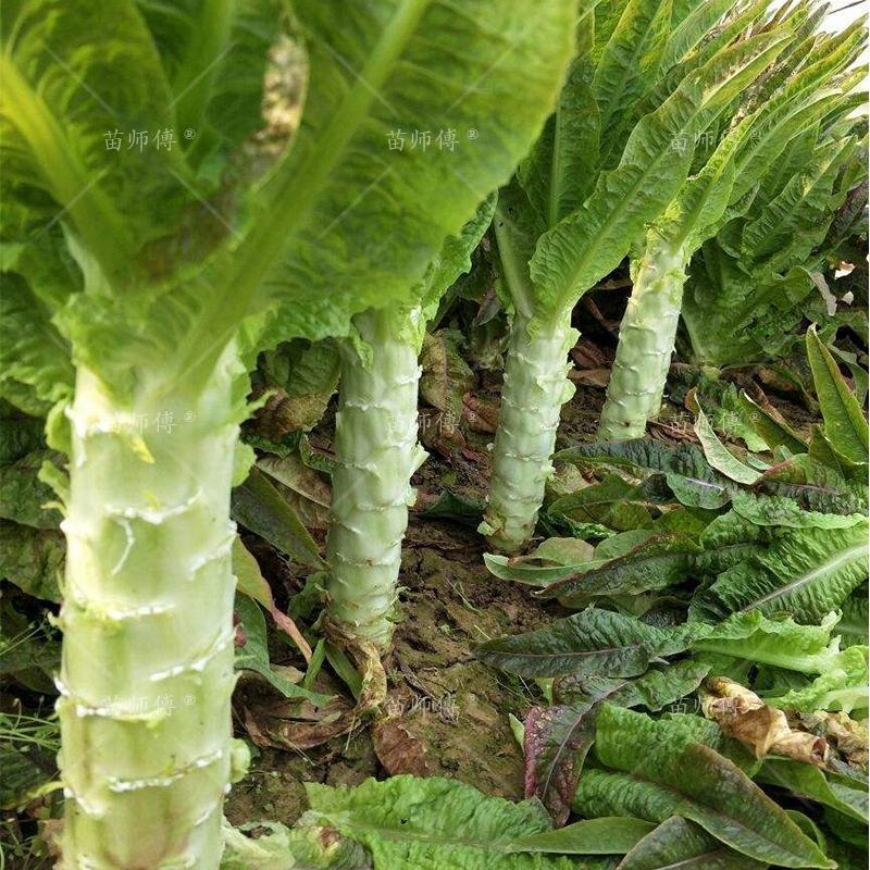 河北精品莴笋大量上市，产地直销，脆嫩爽口，货源充足