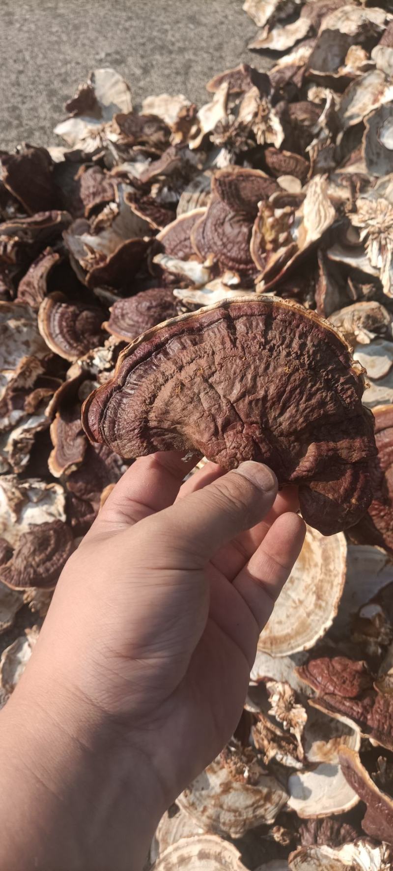 金边灵芝，大金边灵芝，浓香不苦，菌香浓郁，产地直发，