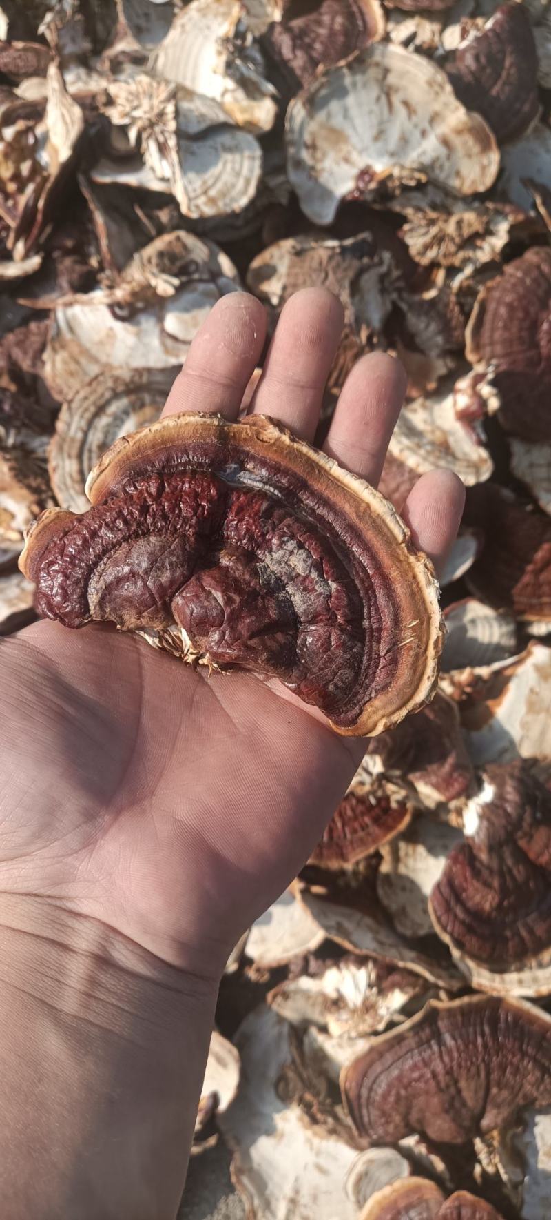 金边灵芝，大金边灵芝，浓香不苦，菌香浓郁，产地直发，