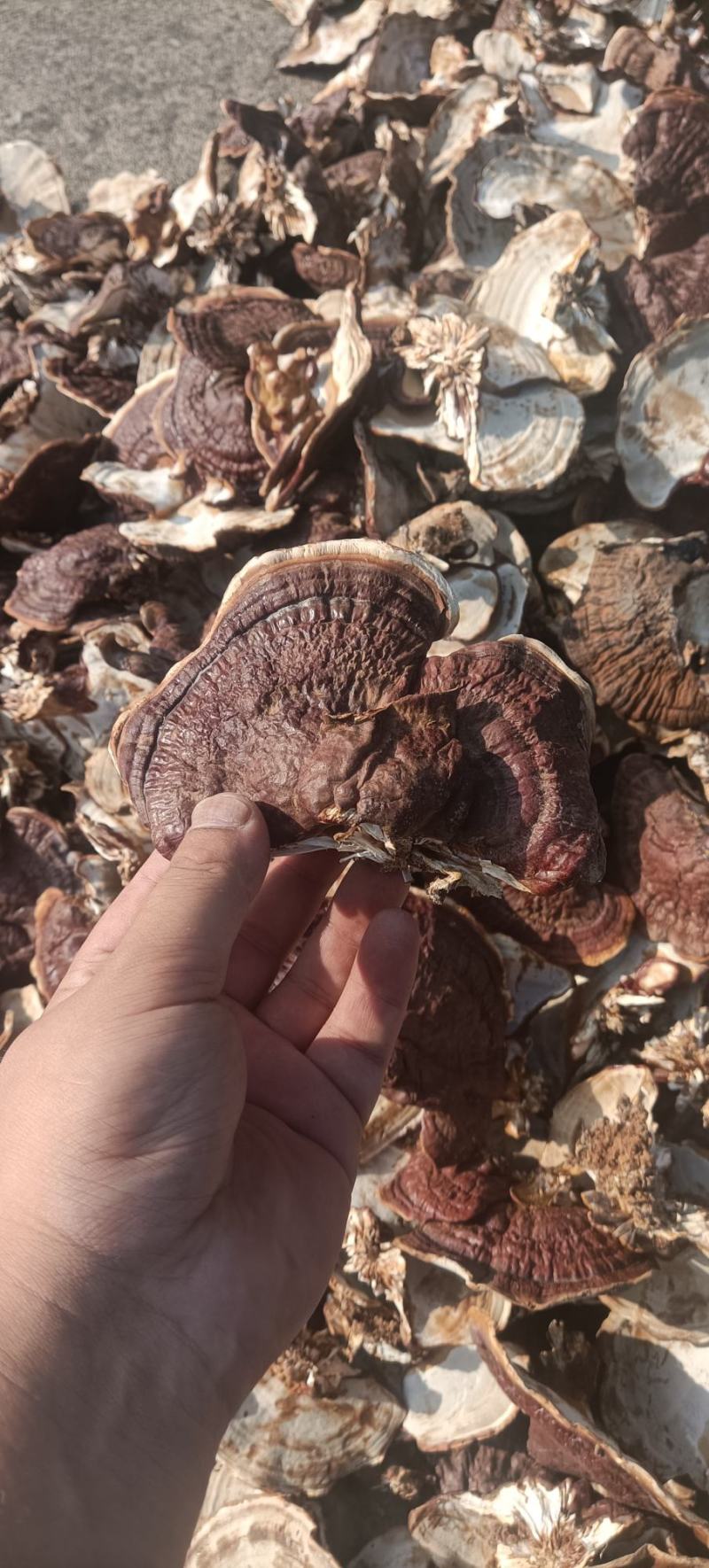 金边灵芝，大金边灵芝，浓香不苦，菌香浓郁，产地直发，