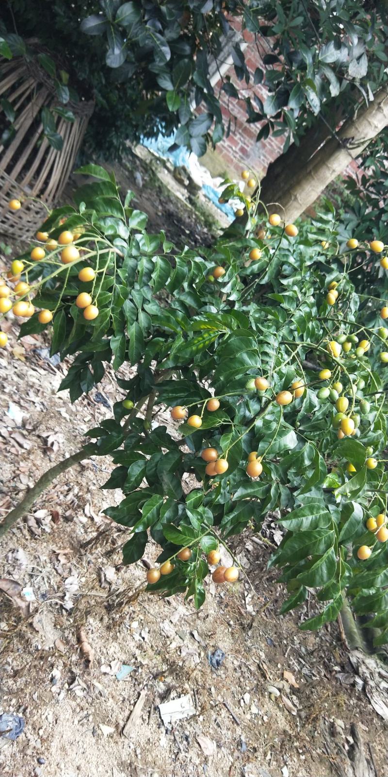 杯苗嫁接黑黄皮果苗原生黄皮果苗质量三包诚信合作欢迎选购