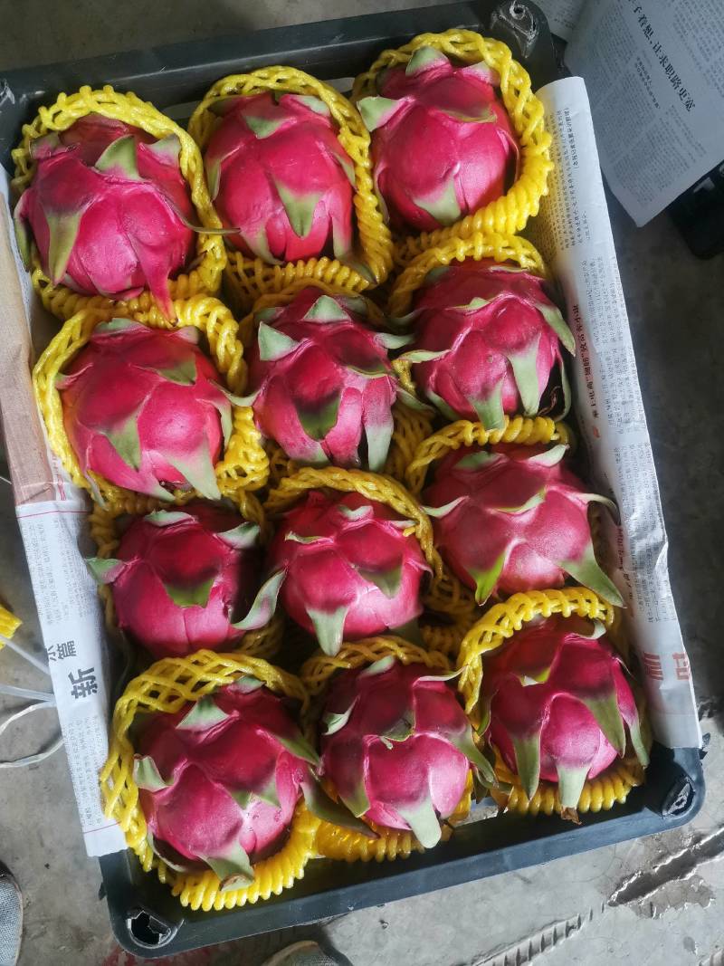 云南石屏精品红心火龙果对接各大商场超市，工厂加工电商平台