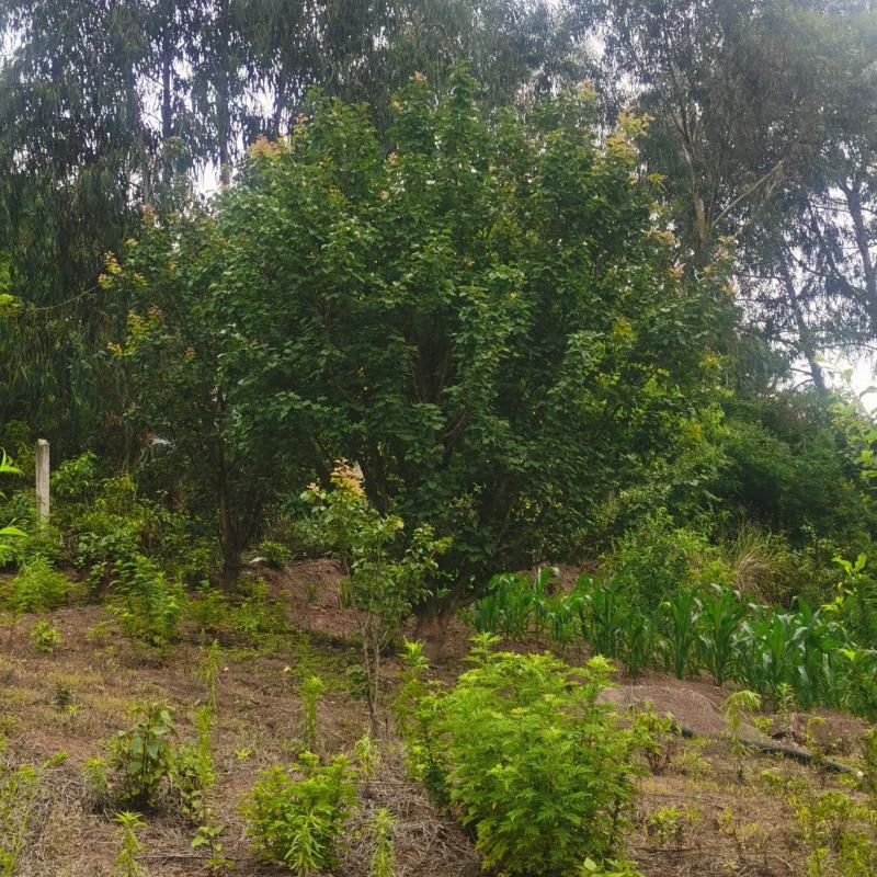 出售地径15-30公分精品山杏树（断根苗，生苗均有）一手
