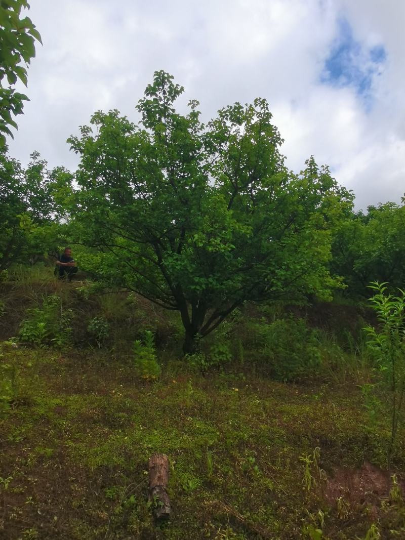 出售地径15-30公分精品山杏树（断根苗，生苗均有）一手