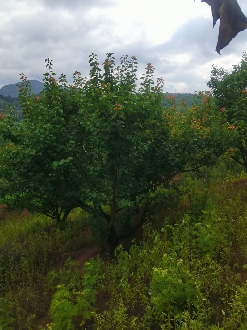 出售地径15-30公分精品山杏树（断根苗，生苗均有）一手