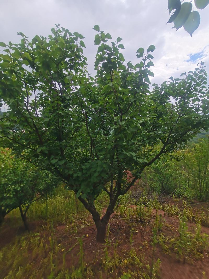 出售地径15-30公分精品山杏树（断根苗，生苗均有）一手