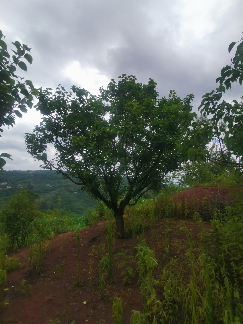 出售地径15-30公分精品山杏树（断根苗，生苗均有）一手