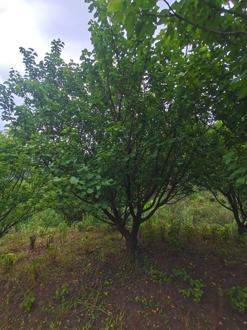出售地径15-30公分精品山杏树（断根苗，生苗均有）一手