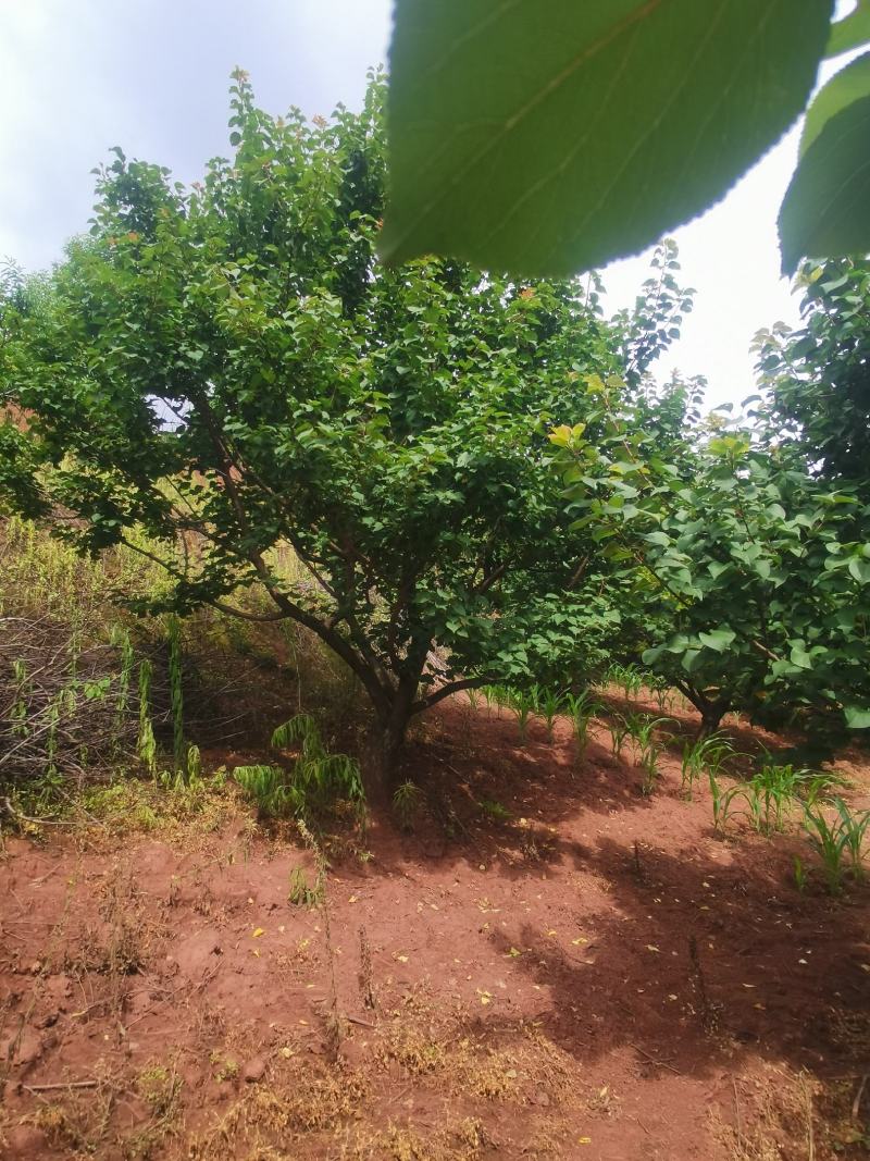 出售地径15-30公分精品山杏树（断根苗，生苗均有）一手