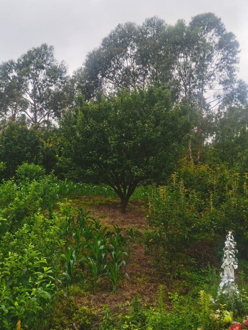 出售地径15-30公分精品山杏树（断根苗，生苗均有）一手