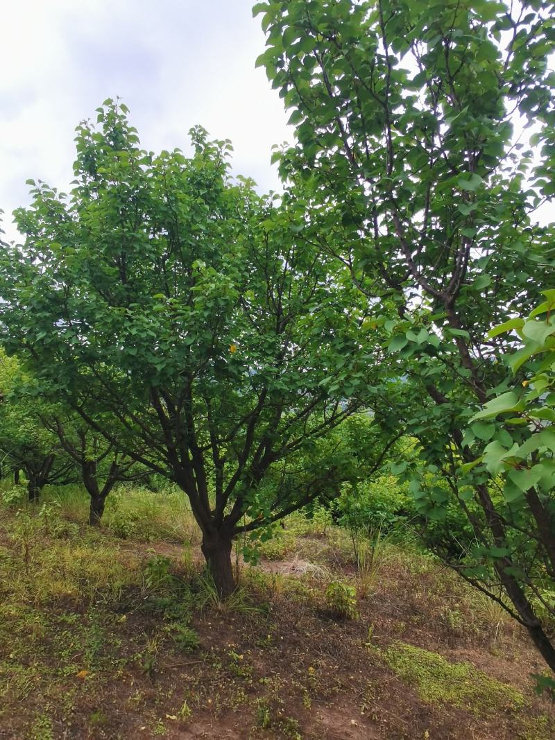 出售地径15-30公分精品山杏树（断根苗，生苗均有）一手