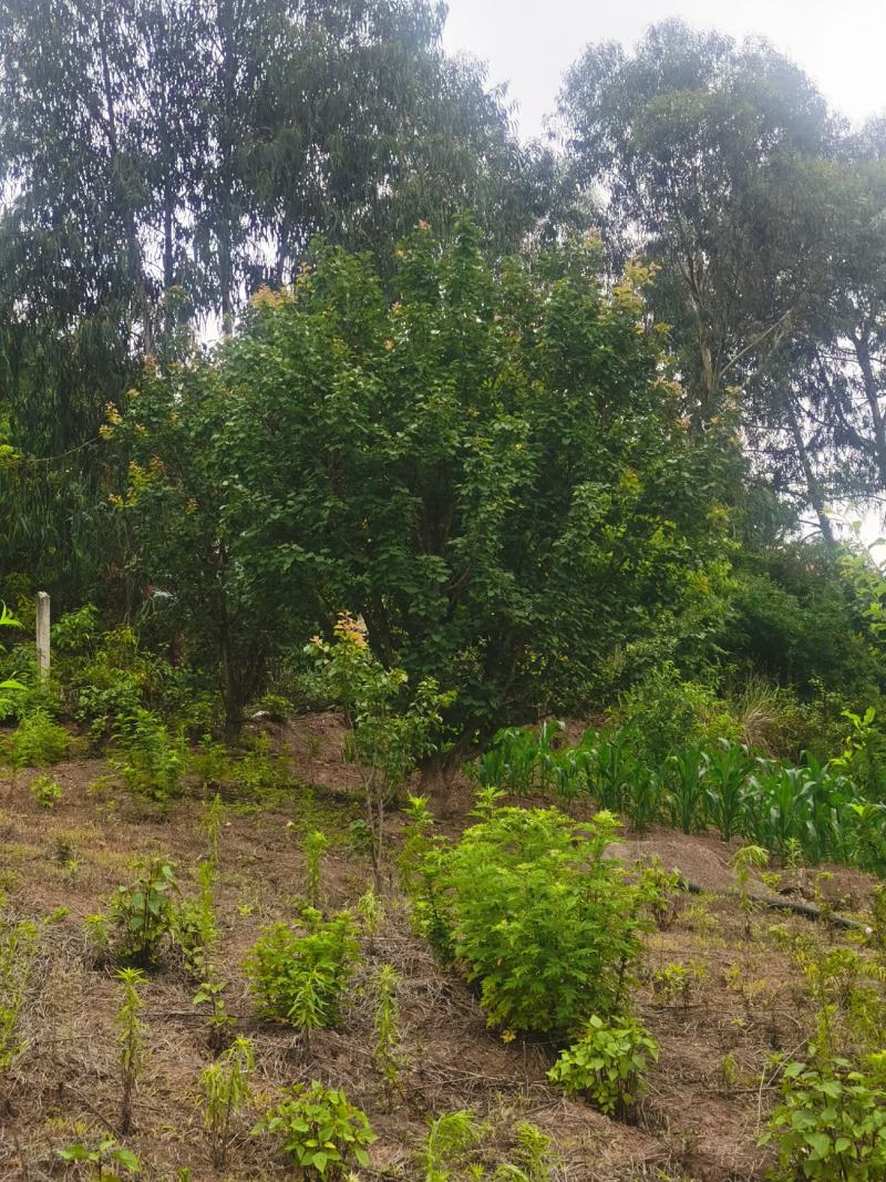 出售地径15-30公分精品山杏树（断根苗，生苗均有）一手