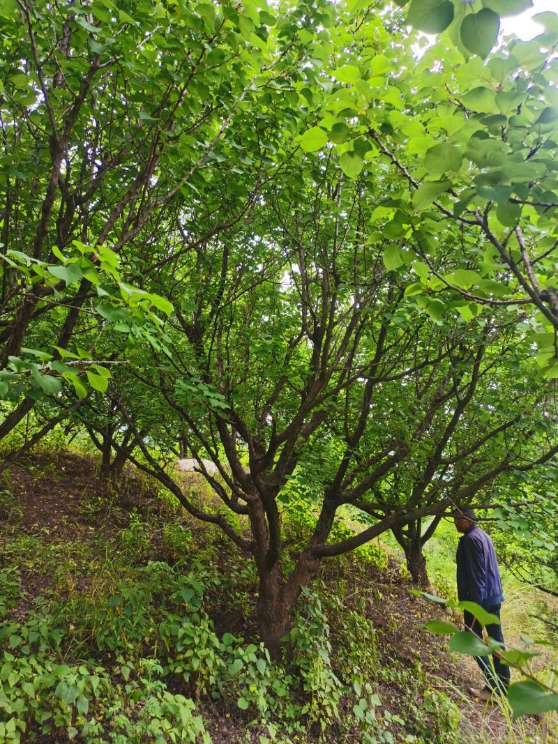 出售地径15-30公分精品山杏树（断根苗，生苗均有）一手
