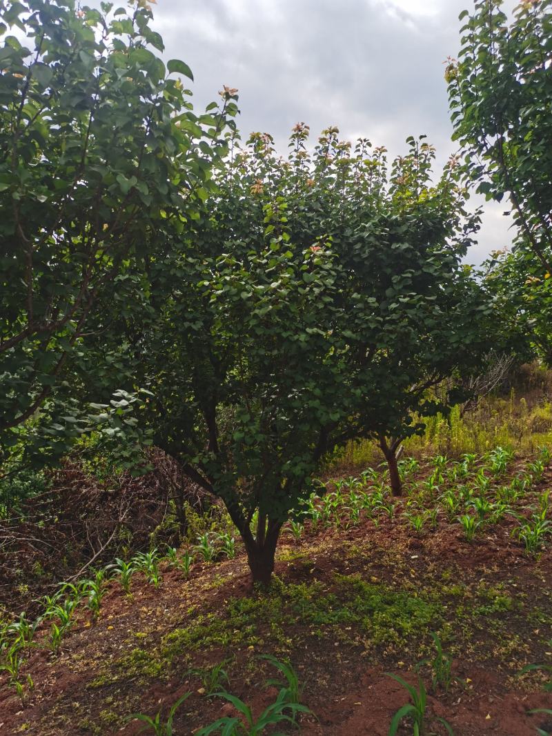 出售地径15-30公分精品山杏树（断根苗，生苗均有）一手