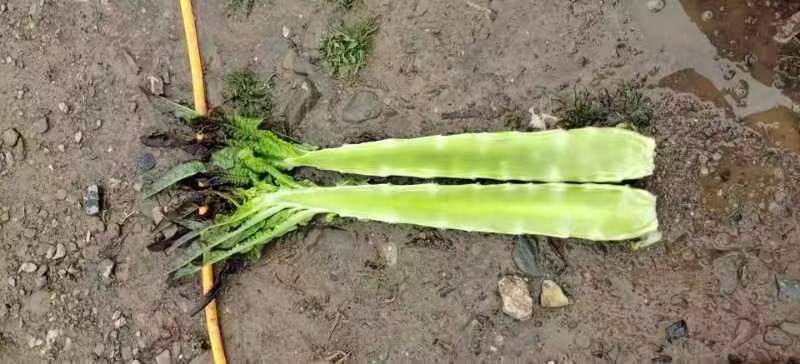 不同品种莴苣叶片对比图