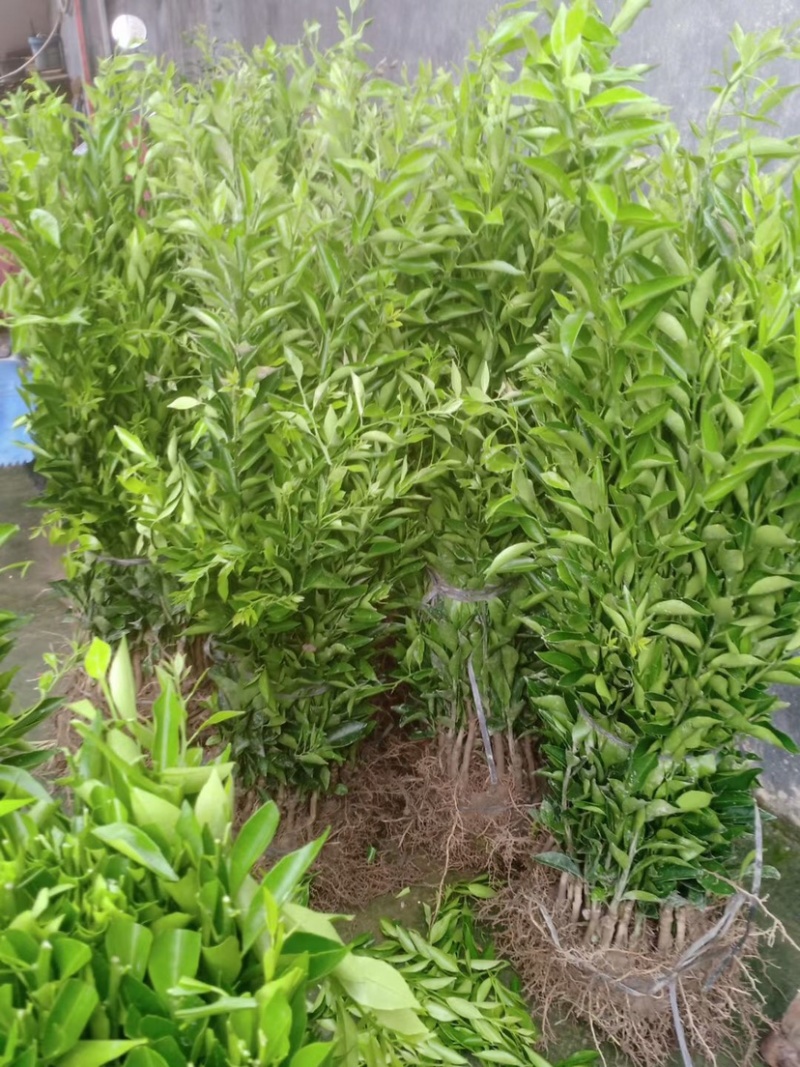 红柠檬头嫁接新会柑苗小青柑苗陈皮柑苗剥皮柑苗