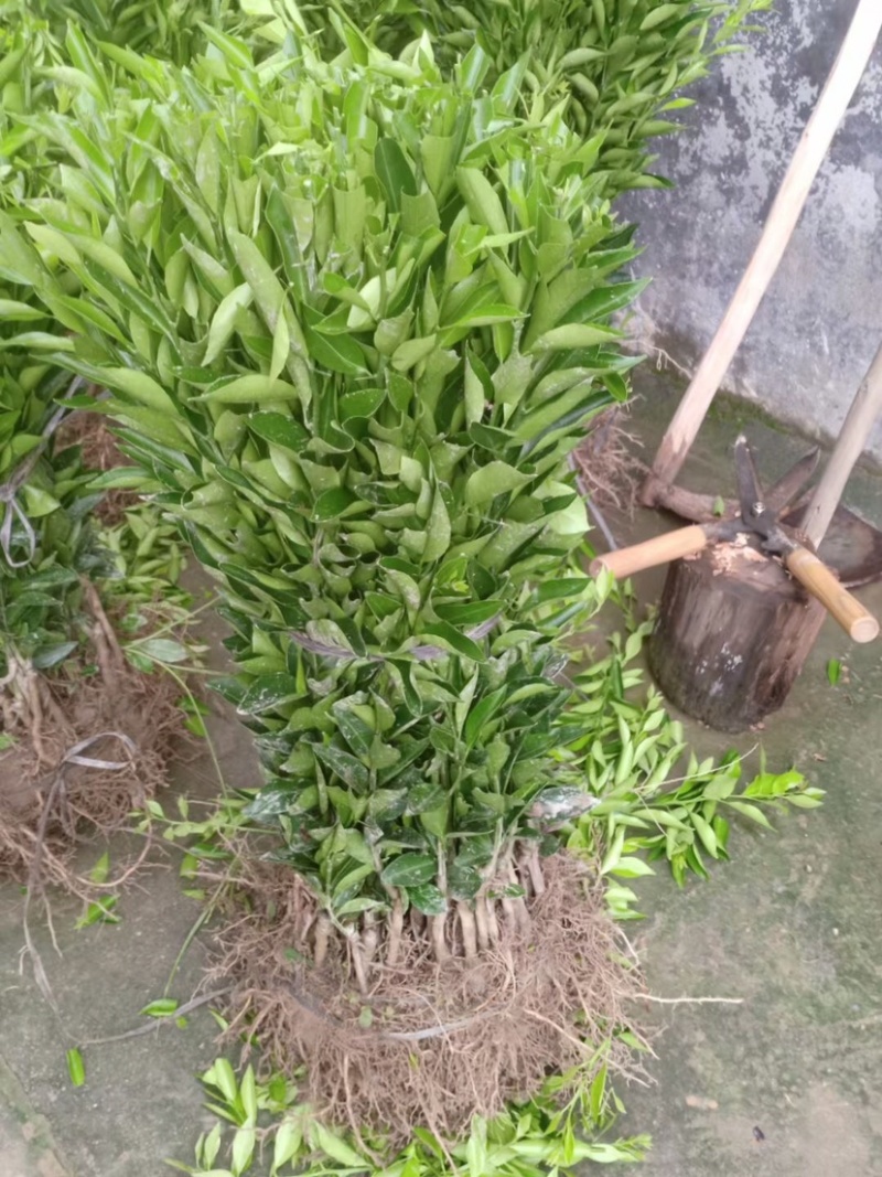 红柠檬头嫁接新会柑苗小青柑苗陈皮柑苗剥皮柑苗