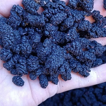 桑葚干，桑椹子，可以泡酒，针对大量批发零售，需要的老板联