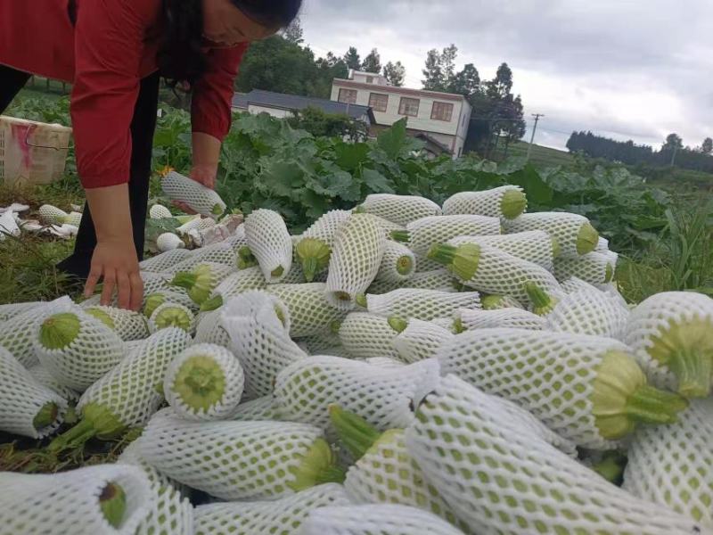 西葫芦
