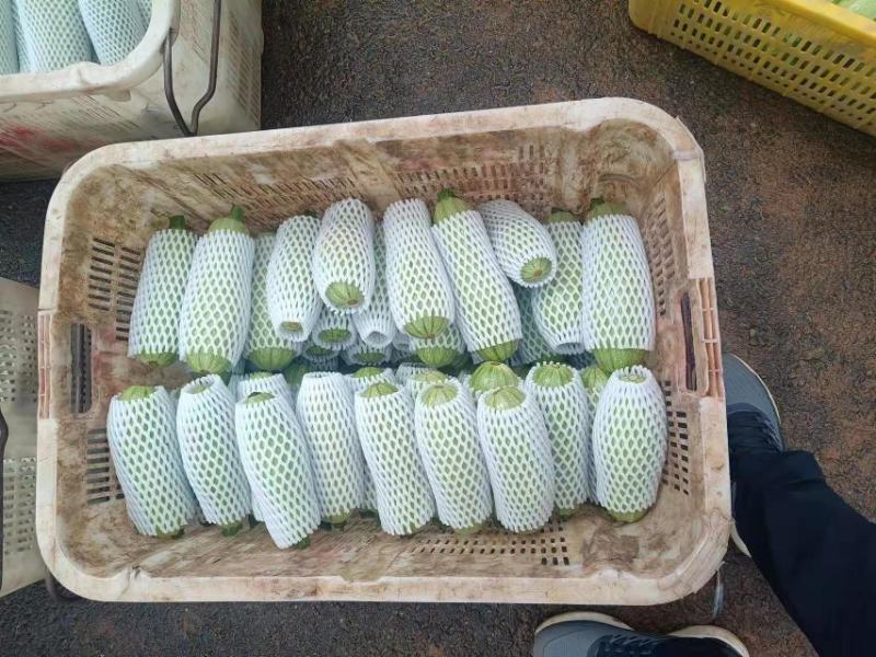 西葫芦
