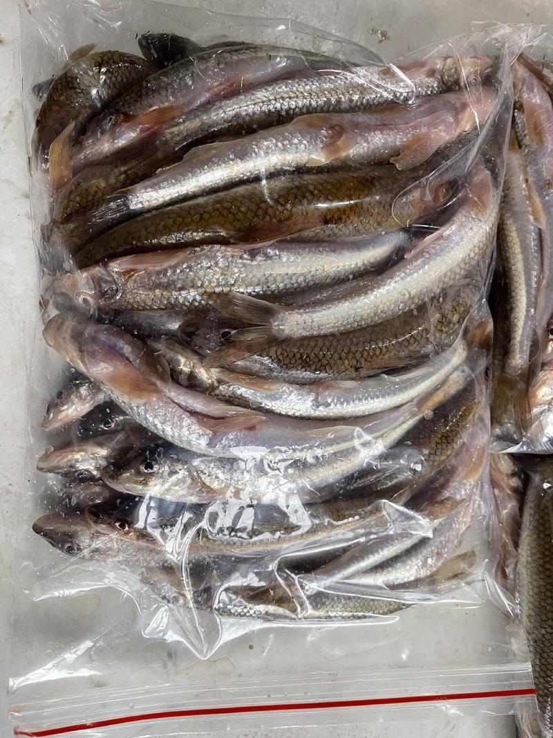 黑龙江船丁鱼江西冷冻棍子鱼烤棍子鱼干已处理加工新鲜发货