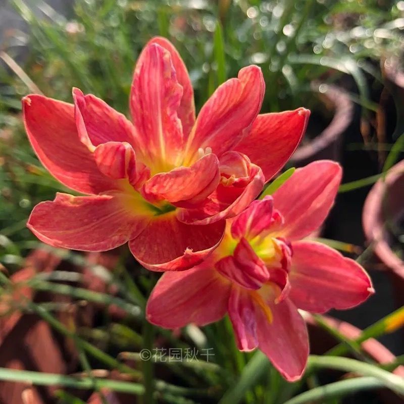 四季开花重瓣风雨兰种球风雨花葱兰韭兰庭院阳台盆栽花卉耐热